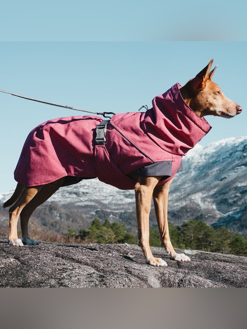 Hurtta Dog Coat Jacket Beetruit pink 16 inches or 40 Centimeters 16”. NWT